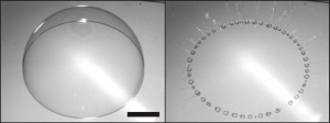 Bulle de savon (barre : 1cm) qui éclate sur une surface solide et génère un anneau formé de nombreuses bulles de petite taille. © Adaptée de Bird et al. (2010)