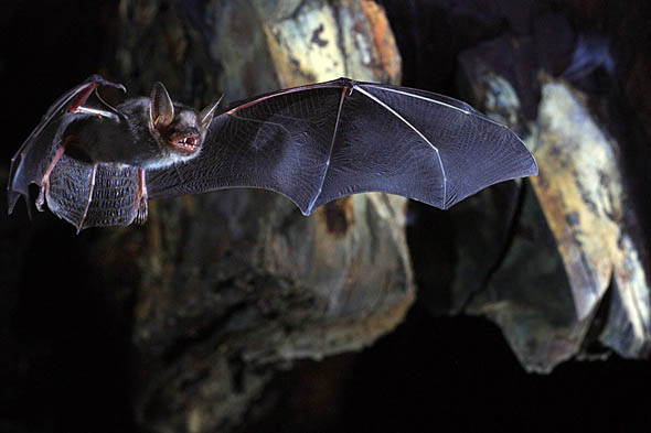 chauve-souris