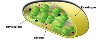 représentation schématique de l'intérieur d'un chloroplaste. Il contient trois compartiments principaux. Le système membranaire interne (thylacoïdes, en vert) est essentiellement le siège de la phase lumineuse de la photosynthèse. Ces thylacoïdes baignent dans un milieu intra-chloroplastique (le stroma) qui est le siège de nombreux métabolismes essentiels, en particulier la fixation du CO2 (phase dite sombre de la photosynthèse). L'enveloppe (la double membrane qui délimite l'organite, de couleur jaune) contrôle principalement les échanges entre le chloroplaste et les autres compartiments de la cellule végétale © Copyright EDyP/CEA