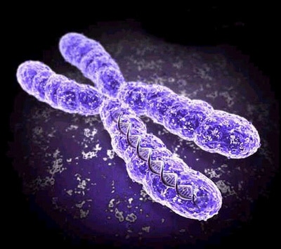 adn cromosome x