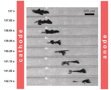 Exemple de propulsion d'une dendrite de zinc.