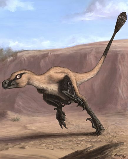 Linheraptor exquisitus - Illustration by Matt von Rooijen