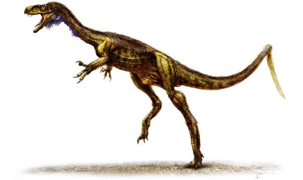 An illustration of the pint-size Eodromaeus, which was only four feet long and weighed 10 to 15 pounds.