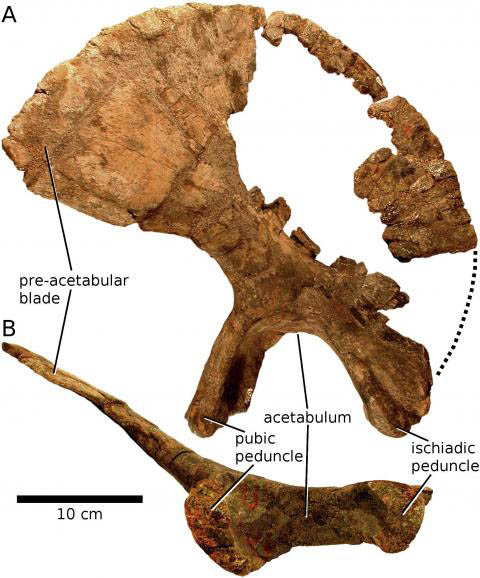 dinosaure sauropode