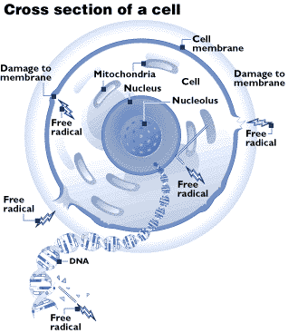 Section transversale d'une cellule. Source : The Tallahassee Democrat 