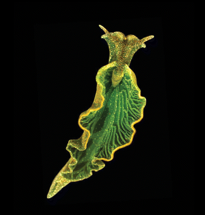 The photosynthetic sea slug Elysia chlorotica appears like a dark green leaf as a result of retaining chloroplasts from its algal prey, Vaucheria litorea, in cells lining its digestive tract. Image credit: Mary S. Tyler/PNAS.