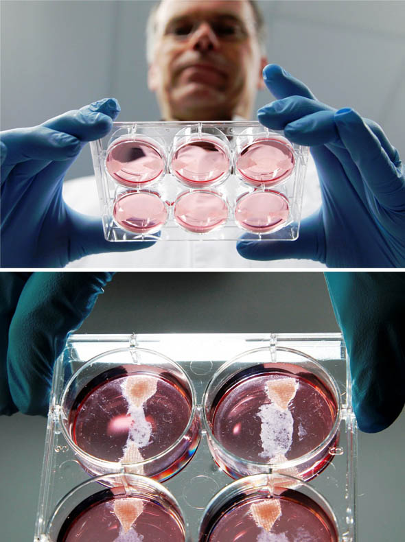 hamburger in vitro cellules souches de viande