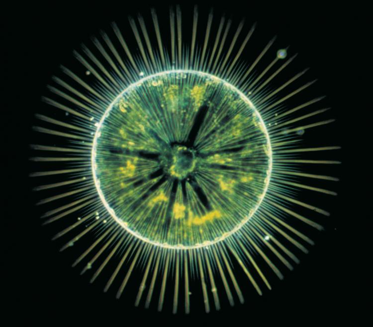 Phytoplancton marin : diatomée centrale (taille : 200 microns) du genre Gossleriella.  © CNRS Photothèque, Claude Carre