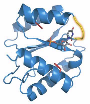 Cette illustration représente le petit segment (en doré) des protéines Argonaute qui sélectionne les ARN nécessaires à l’ARN interférence. Crédits : NAGAR et al., Structural basis for 5’-nucleotide base specific recognition of guide RNA by hAGO2, Nature, p. 19, figure A. 