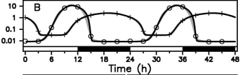 Horloge biologique