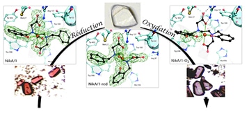 metaloenzyme