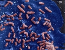 Entrée de Listeria dans une cellule épithéliale - copyright Institut Pasteur