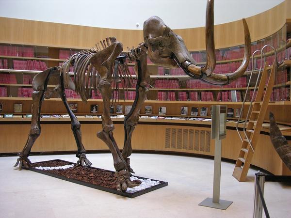 squelette de mammouth de Sibérie - image: Archeologue.over-blog