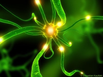 Neurone synapse