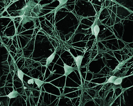 neuronnes