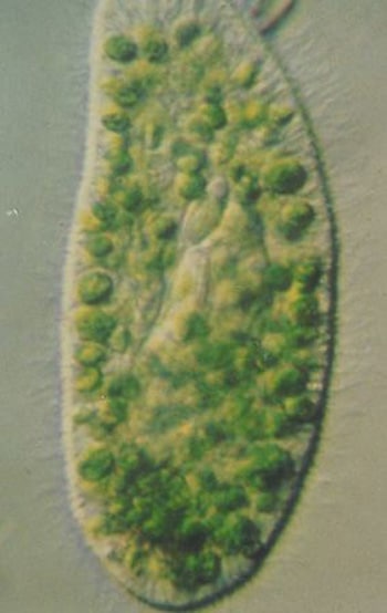 Microphotographie d'une paramécie en symbiose avec des centaines de cellules de chlorelles (ronds verts). 