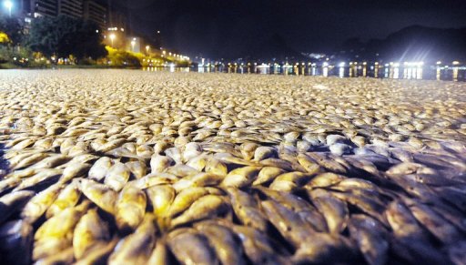 tonnes de poissons morts flottant à la surface du las salé "Rodrigo de Freitas" à Rio, le 27 février 2010.