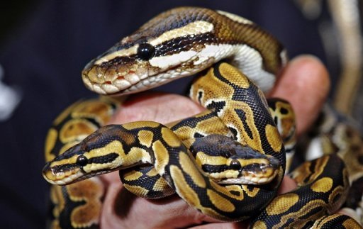 Deux bébés pythons et leur mère, le 3 novembre 2009 à Nuremberg - AFP