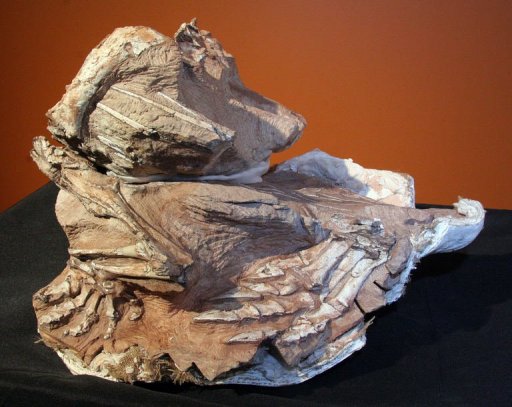 Le squelette partiel fossilisé d'une espèce de dinosaure herbivore, baptisé Seitaad ruessi, exposé au musée d'histoire naturelle d'Utah, à Salt Lake City