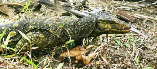 varanus bitatawa