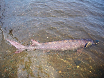 Esturgeon atlantique dans le fleuve Saint Jean (Nouveau Brunswick, Canada); taille : 220 cm.© Nathalie Desse-Berset / CNRS 2009