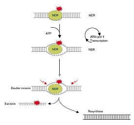 Mécanisme d'action de NER (Nucleotide excision repair). L'ADN endommagé à la suite d'une attaque par des agents chimiques ou physiques (irradiation UV, etc.) acquiert une forme particulière reconnue par le complexe NER. Lorsque ce dernier se met en marche, il permet d'éliminer et de remplacer le fragment endommagé d'ADN par un fragment sain. © Myriem Belkacem - Inserm