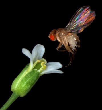 Drosophile et fleur d'Arabidopsis thaliana