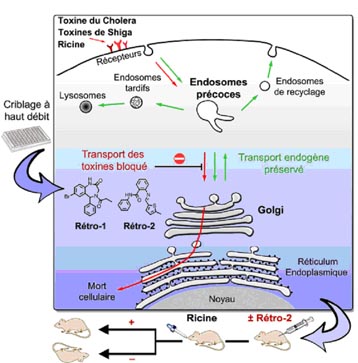 Les toxines sont captées par la cellule puis transitent à travers une succession de compartiments cellulaires (endosomes, appareil de Golgi, réticulum endoplasmique) avant de pénétrer dans le cytoplasme où elles exercent leur toxicité. Les molécules Rétro-1 et Rétro-2 bloquent le transport des toxines entre les endosomes et l'appareil de Golgi. Cependant, le transport des protéines cellulaires à travers tous ces compartiments n'est pas perturbé. © DR