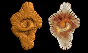 Reconstruction virtuelle (par microtomographie) de la morphologie externe (à gauche) et interne (à droite) d'un spécimen fossile du site gabonais. © CNRS Photothèque / A. El Albani & A. Mazurier