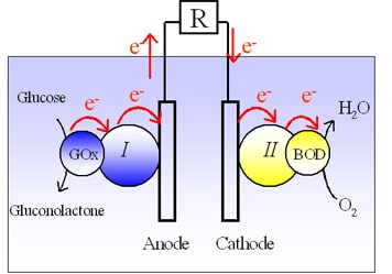 © Mano et al, JACS, 2003, 125, 6588-6594 - Diagramme de la biopile. Les deux électrodes sont modifiées avec leurs bioélectrocatalystes respectifs et résident dans la même solution. À l'anode, les électrons sont transférés du glucose vers la glucose oxydase (GOx), de la GOx vers le polymère I et du polymère I, vers l'électrode. À la cathode, les électrons sont transférés de la cathode vers le polymère II, du polymère II vers la bilirubine oxydase (BOD) et de BOD vers l'O2