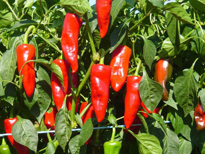 Piments - credit: piment-espelette.info