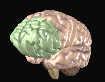 préfontal cortex