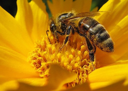 propolis-abeille