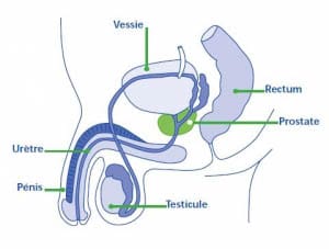 Prostate - image : santelog.com