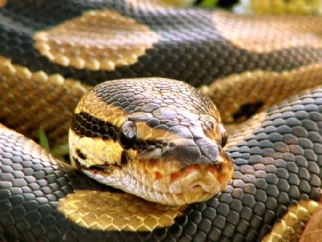 python_royal