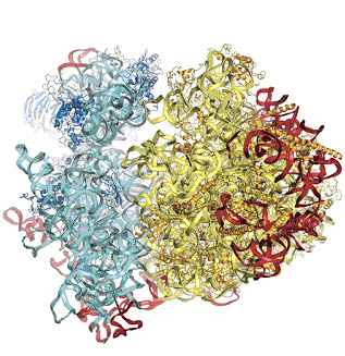 ribosome de levure