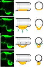 Formation d’une cellule souche à partir de la paroi de l’aorte dans l’embryon du poisson-zèbre © Nature publishing goup. Crédit : Institut Pasteur