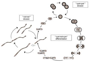Schéma du cycle cellulaire de Ramlibacter tataouinensis TTB310