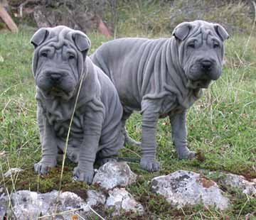 Shar Pei puppies. Image: Natascha Seitler von Lucky