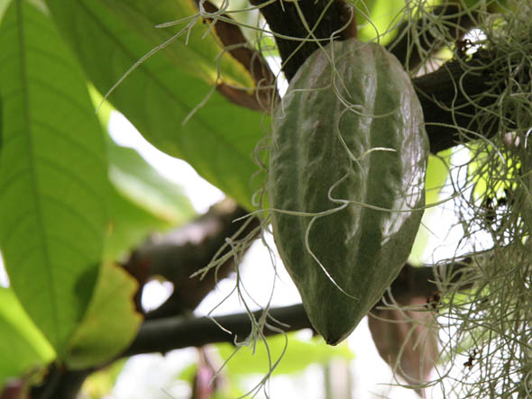 Theobroma cacao