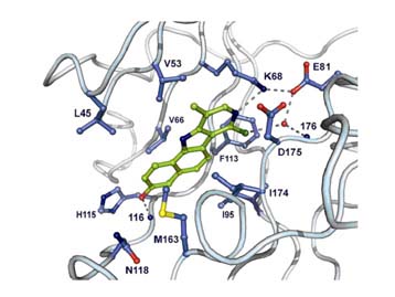 protéine-kinase CK2 ellipticine