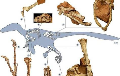 squelette mis au jour du Balaur Bondoc - crédit: AP