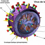virus de la grippe A
