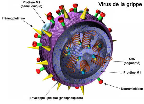 virus de la grippe A